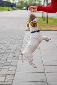 聪明的小狗杰克罗素梗在街上和主人玩耍 一只纯种短毛狗在一个面目全非的女人的手下跳跃 精力充沛的宠物在运动朋友情妇爪子耐力命令天气图片