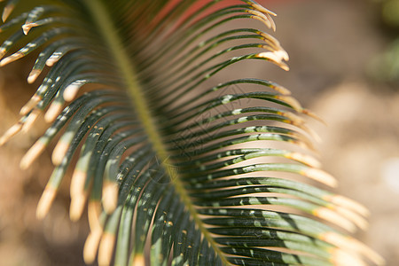 绿棕榈叶 自然背景花园植物条纹绿色棕榈树叶绿色植物背光叶子森林图片