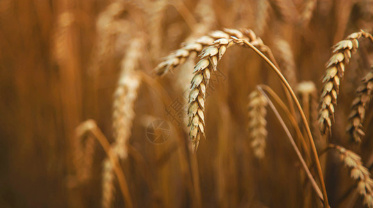 夏季小麦田是黄色的 有选择的重点玉米农场生长天空金子土地日出阳光天气环境图片