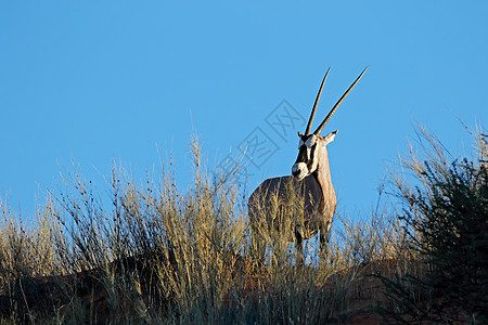 自然栖息地中的Gemsbok 羚羊野生动物破坏瞪羚沙漠生态哺乳动物天空动物食草牛角图片