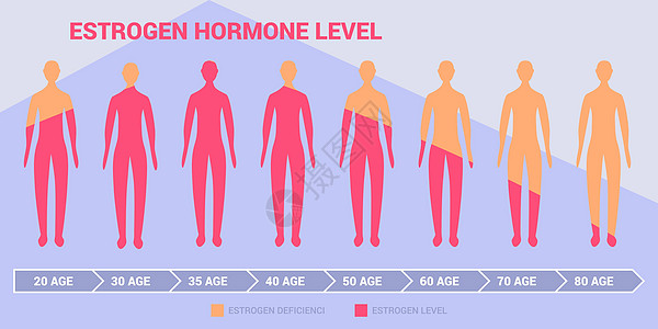 雌激素水平图与女性或男性身体轮廓和年龄数据图片
