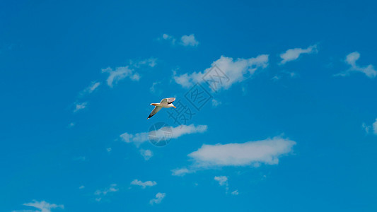 海鸥在美丽的天空中飞翔的景象图片