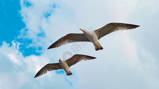 海鸥在美丽的蓝色天空中飞越海洋海岸图片