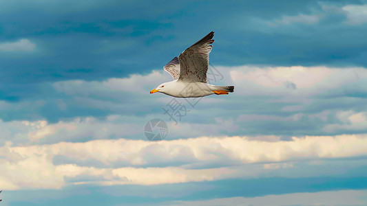 海鸥飞越宽阔的蓝海旅行自由空气翅膀天空团体荒野海岸海洋海鸟图片