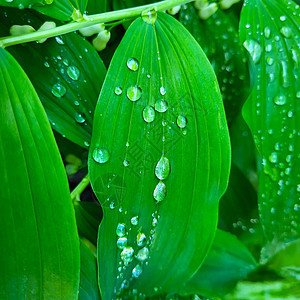 雨后有水滴的绿叶图片