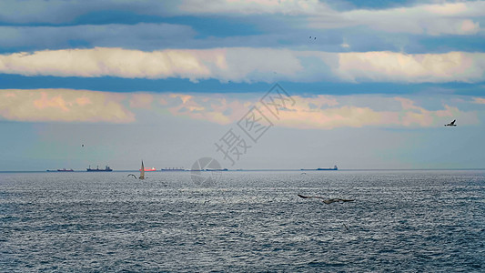 海鸟群飞翔和观视大船的风景图片