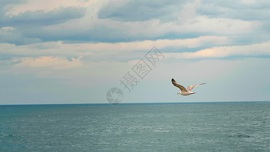 海鸥在海上风的气流上飞行和漂浮图片