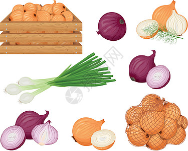 洋葱 一组带有不同类型洋葱的图像 洋葱 大葱和洋葱装在一个木箱和一个网袋里 蔬菜的集合 矢量图图片