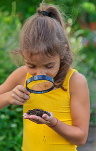 儿童用放大镜对地面进行检查 有选择地聚焦显微镜好奇心花园生态树木横幅学习肩膀学校实验图片