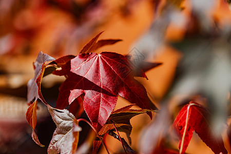 秋天阳光明媚的红绿叶图片