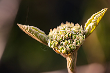 植物大战僵尸觉醒的自然是尤达大师的阿凡达背景