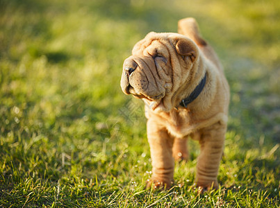 沙皮小狗站在草坪上动物篮子伴侣糖蜜草地犬类毛皮皱纹脊椎动物拳击手图片