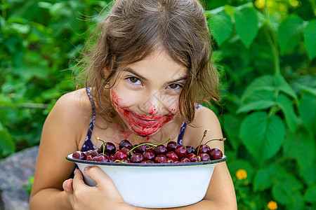 孩子在花园里吃樱桃 有选择的焦点浆果收成食物采摘水果农业叶子快乐农场背景图片