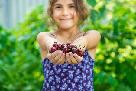 孩子在花园里吃樱桃 有选择的焦点采摘女孩背景叶子浆果水果园艺童年食物农业图片
