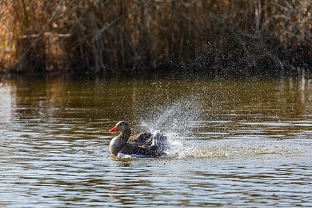 春天在德国的一个自然池塘里 一只野鸭鸭自己做新郎 在春季时图片