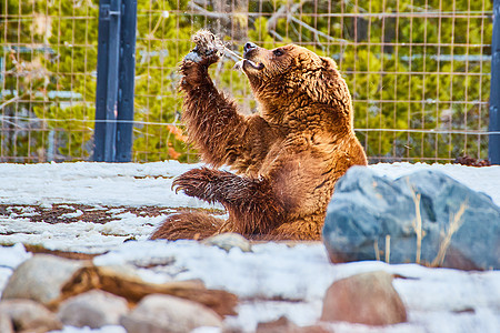 公园熊在雪中吃着有栅栏的食品图片