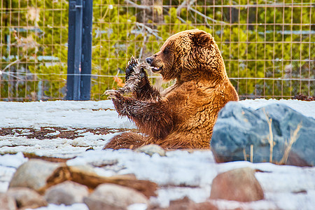 塔米德公园熊在围栏和下雪地区撕毁食物图片