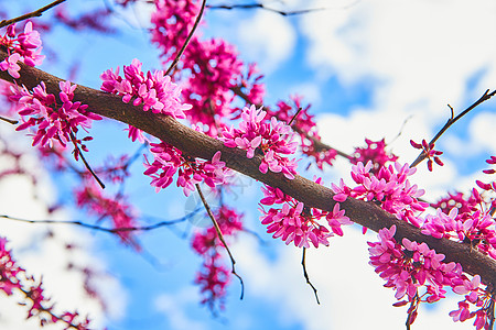 春樱桃树 花朵鲜艳的粉红花图片