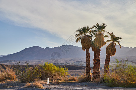 三棵棕榈树环绕着沙漠平原和远处的山丘图片