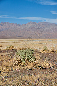 沙漠平原的孤绿色灌木垂直竖立 远处有山丘图片