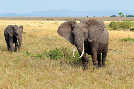 非洲大象动物野生动物耳朵树干食草生态濒危哺乳动物动物群厚皮图片