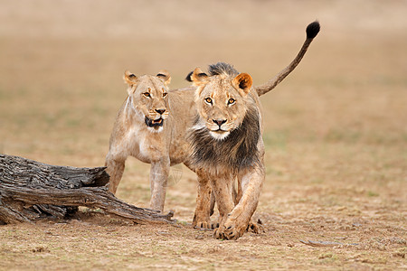 非洲狮子卡拉哈里沙漠食肉栖息地干旱鬃毛荒野环境眼睛沙漠女性豹属图片