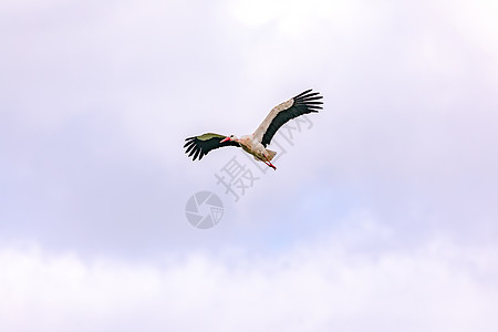 乌云密密近的鸟在多云的一天摇动翅膀图片