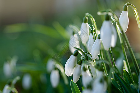 在阳光明媚的春天 白雪在绿草上撒下 文本空间 高质量照片场地花瓣季节宏观美丽植物叶子花头森林花朵图片