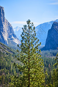从隧道视图穿过Yosemite山谷的孤松大松树图片