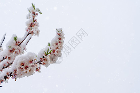 在下雪的春日 杏仁树的花朵在雪地里绽放 与开花的树和太阳耀斑的美丽的自然场面 春天的花朵 文本的春天空间图片