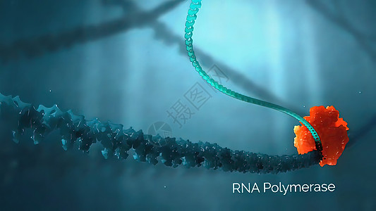 RNA依赖的核分子基转移酶中基质特异性确定剂生物后遗症实验室活力细胞膜显微镜生物学教育计算机癌症图片