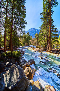 Yosemite的松树林 山岳和令人惊艳的霜冻河流图片