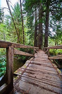 森林中的简易生木林步行桥图片