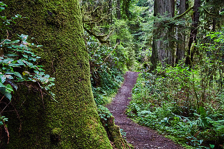 红木的苔树 就在简单的土徒徒步之路旁图片