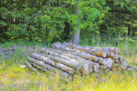 被锯掉和堆叠的原木树干清除了德国的森林松树树木资源木材生产记录贮存收割机林地戒指图片