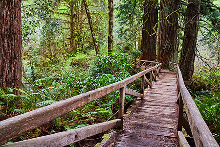 通向加州古代红木森林的长木行桥口图片