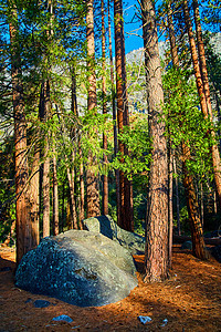 松针覆盖林地 有巨石和大片松树图片
