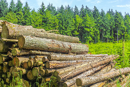 被锯掉和堆叠的原木树干清除了德国的森林木头材料树木柴堆林业戒指记录木材硬木日志图片