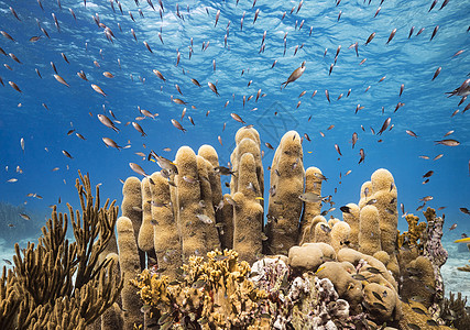 海底海洋生物图示博主摄影生活旅游狂旅游假期笔记本世界深度照片图片