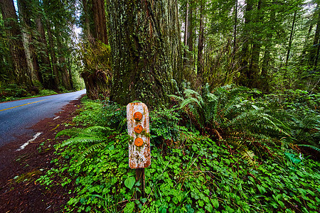 保护铺面公路旁树木的十字路口道路标志图片