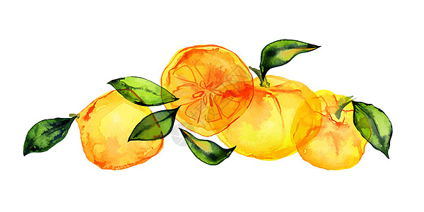 浅水彩色鲜柑橘花束图片
