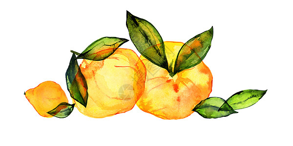 按水颜色排列的柑橘水果构成情况图片