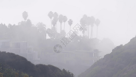 悬崖上的棕榈树或虚张声势 雾气的天气 加州海岸 迷雾的白色空气气氛能见度烟雾海洋阴霾岩石手掌侵蚀多云湿度图片