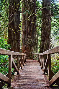 简单的木桥通向三棵红木树图片