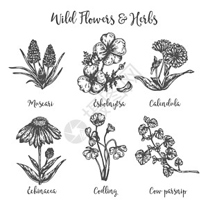 药用牛欧洲防风草 穆斯卡里 金盏花和紫锥花 手绘草图的野花 标签和包装的矢量图解设计 植物雕刻图图片