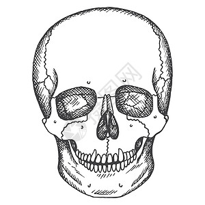 人类头骨 矢量草图单插图 医疗手画的图片图片