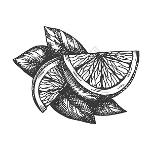 矢量手绘制柠檬插图白色叶子水果酸橙果汁植物排毒橙子蚀刻黑色图片