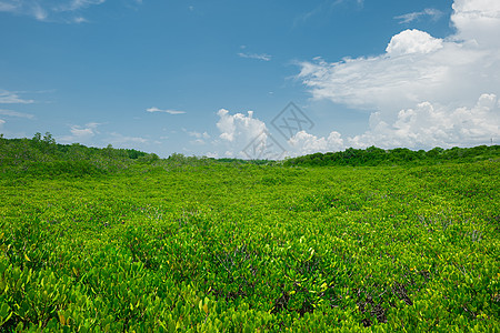 树木背景组 阳光明媚的白天蓝天白云季节叶子木头环境公园生态树叶花园衬套蓝色图片