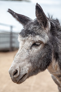 动物农场的驴头特写 灰驴的肖像国家野生动物荒野宠物骡子农业农村小马草地哺乳动物图片