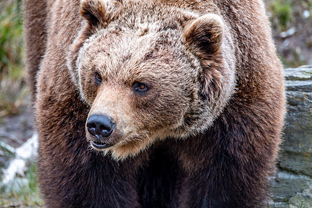 在春林中紧贴大棕熊哺乳动物栖息地毛皮捕食者动物幼兽树木男性动物群针叶林图片